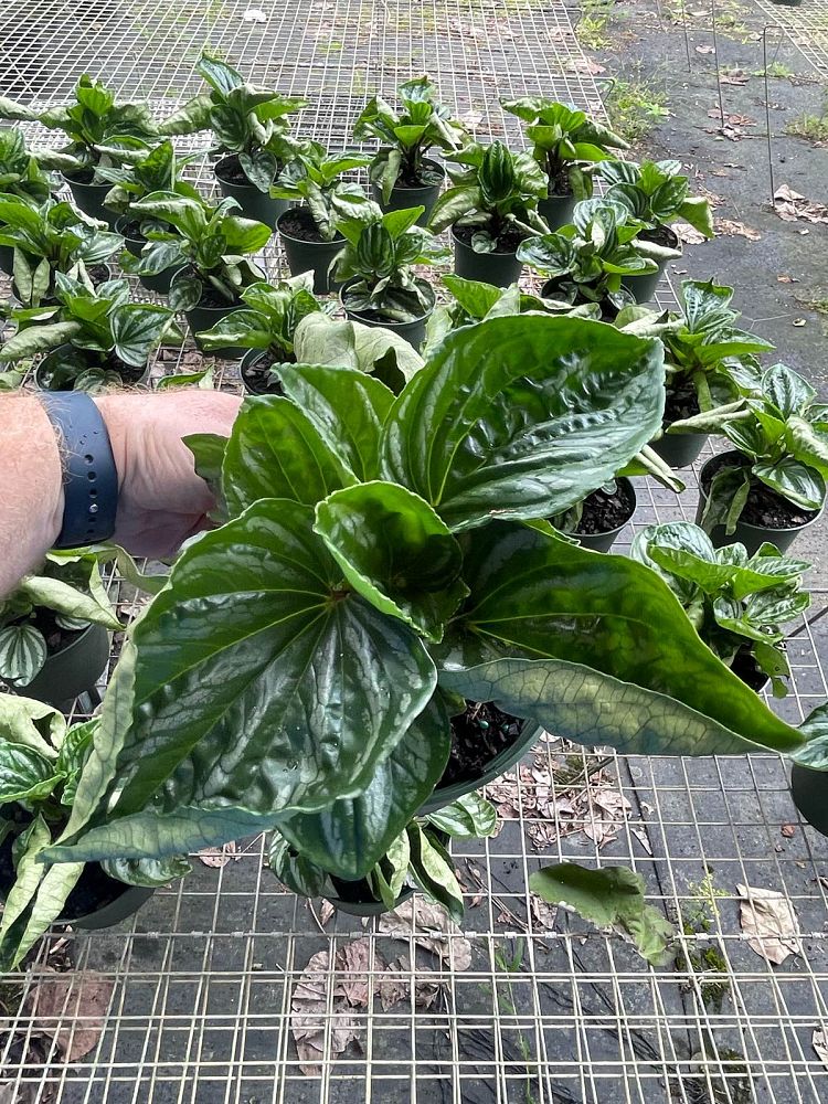 peperomia-ecuador