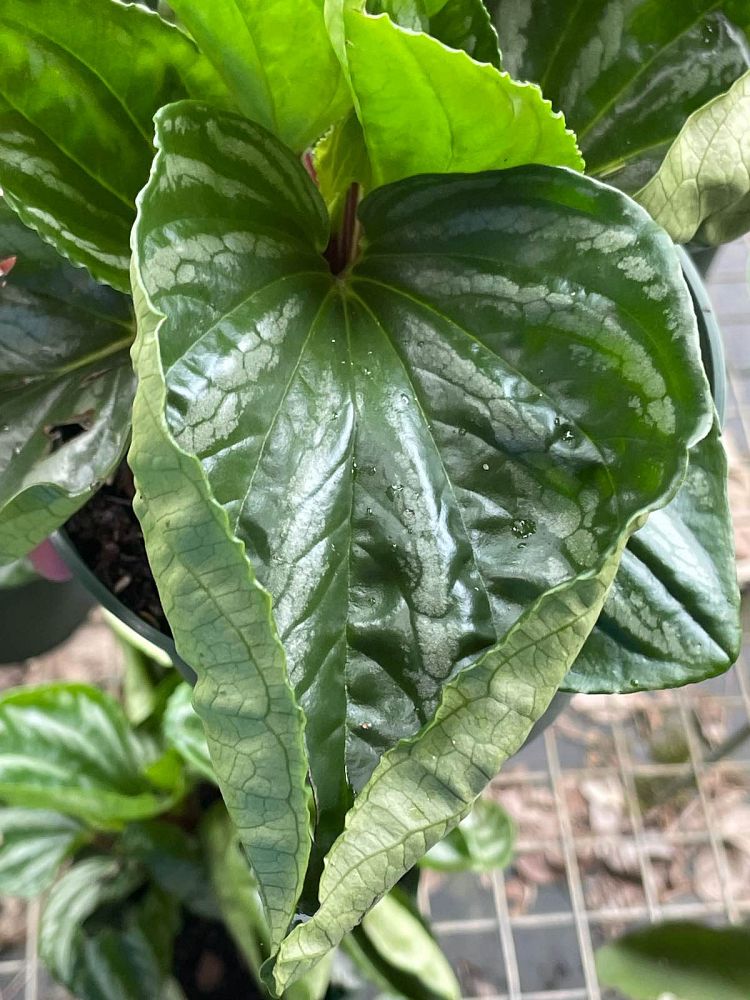 peperomia-ecuador