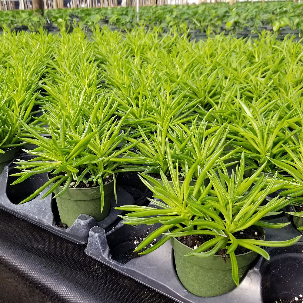 peperomia-ferreyrae-peperomia-stringbean-peperomia-nevada