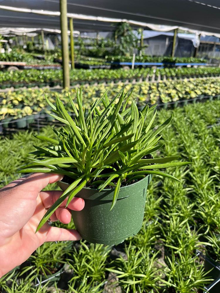 peperomia-ferreyrae-peperomia-stringbean-peperomia-nevada