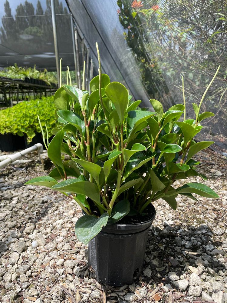 peperomia-floridana