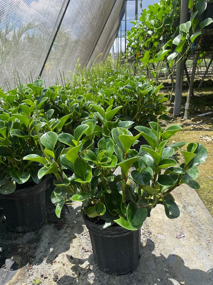 peperomia-floridana