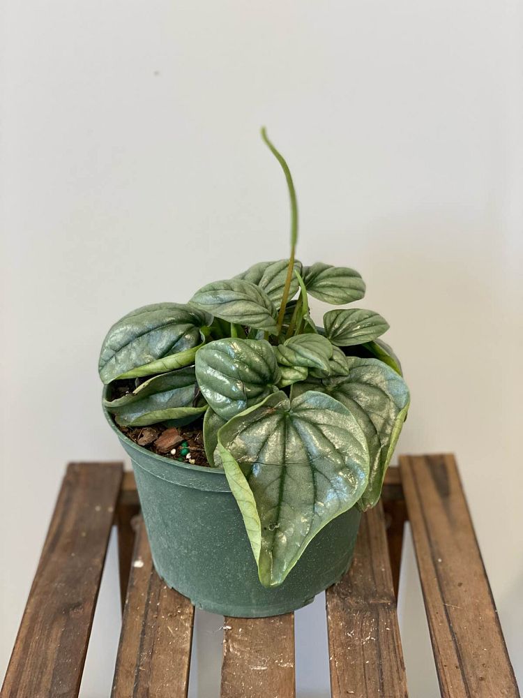 peperomia-frost