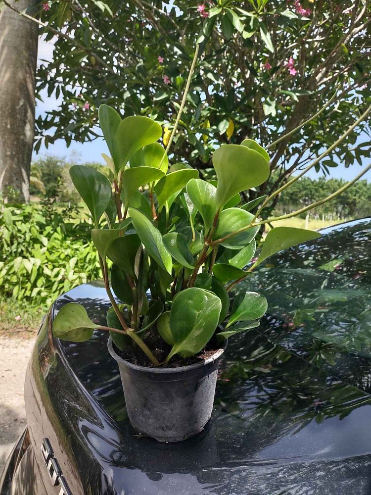 peperomia-green-split