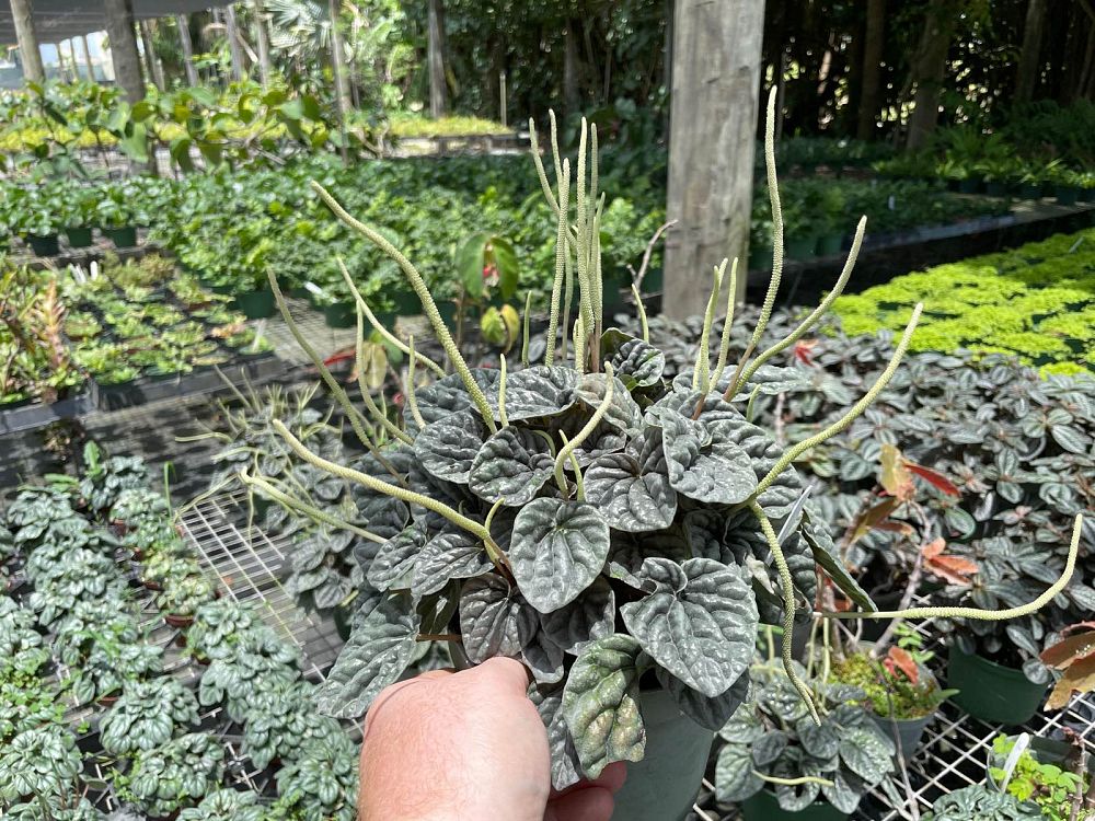 peperomia-grey-luna