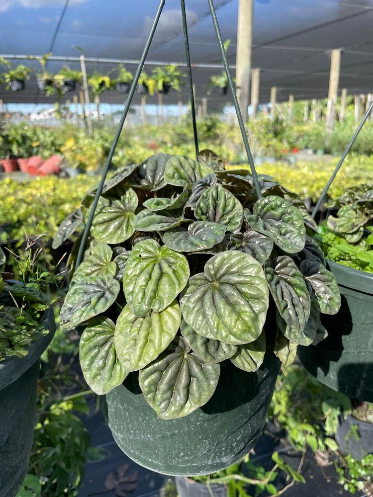 peperomia-grey-luna