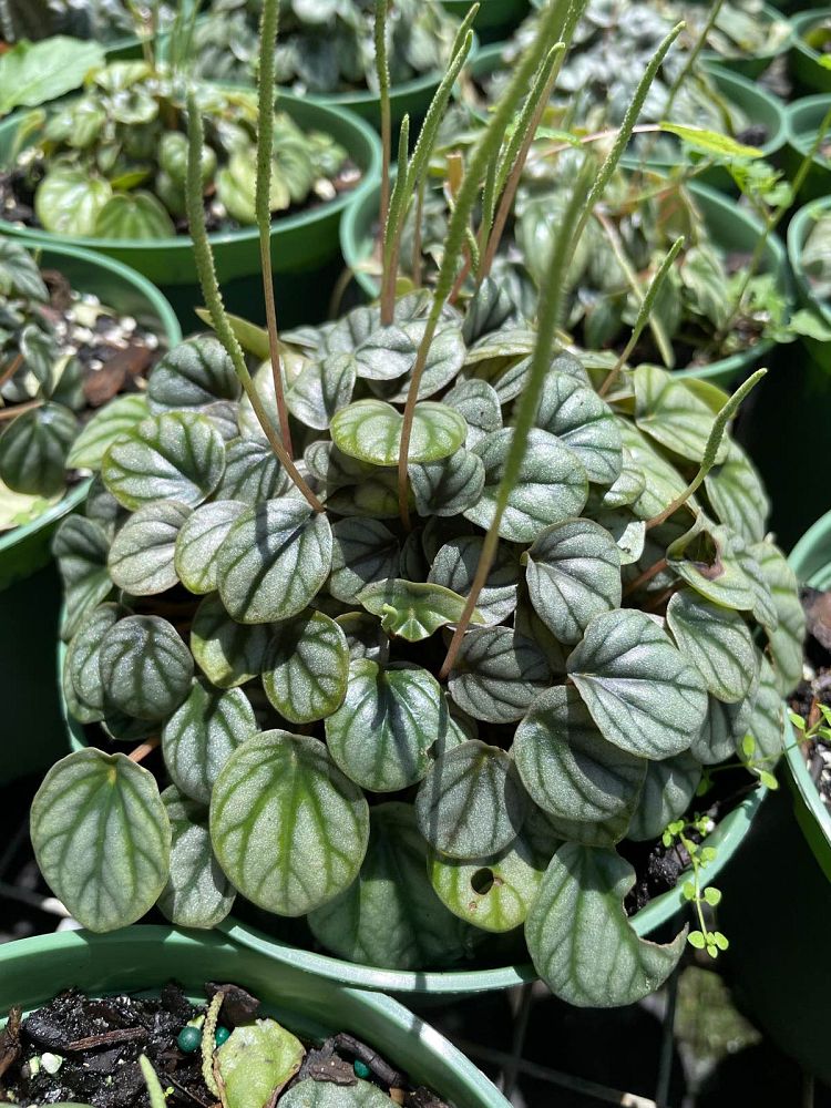 peperomia-little-tuscany-peperomia-little-toscani