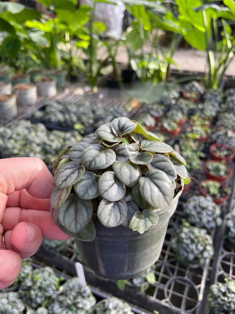 peperomia-little-tuscany-peperomia-little-toscani