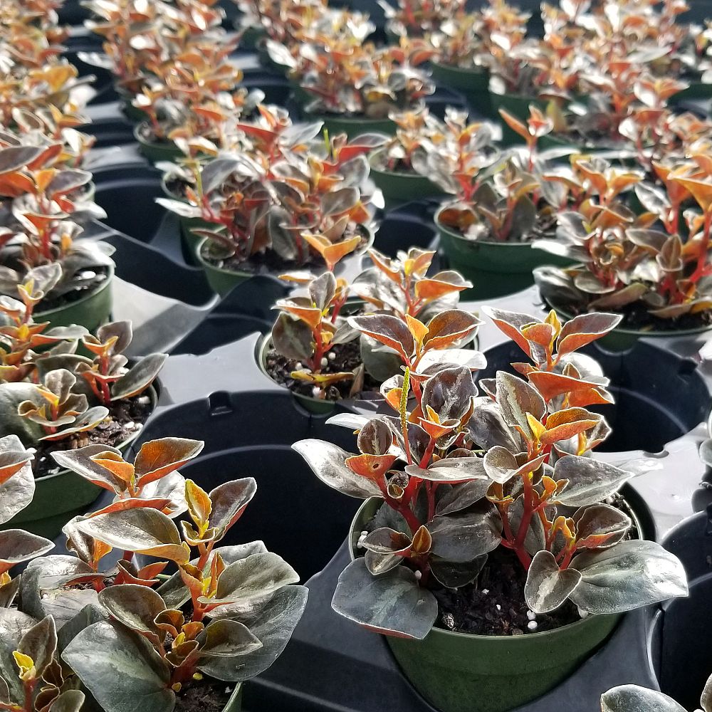 peperomia-metallica