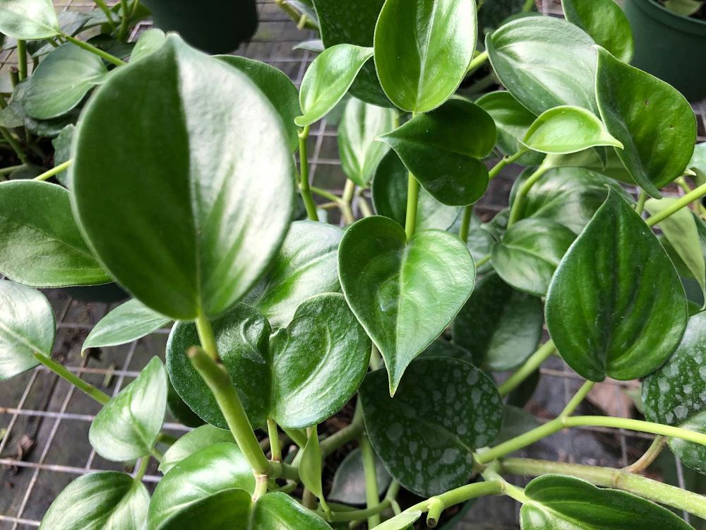 peperomia-nitida