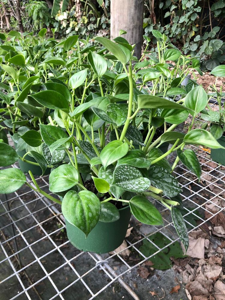 peperomia-nitida