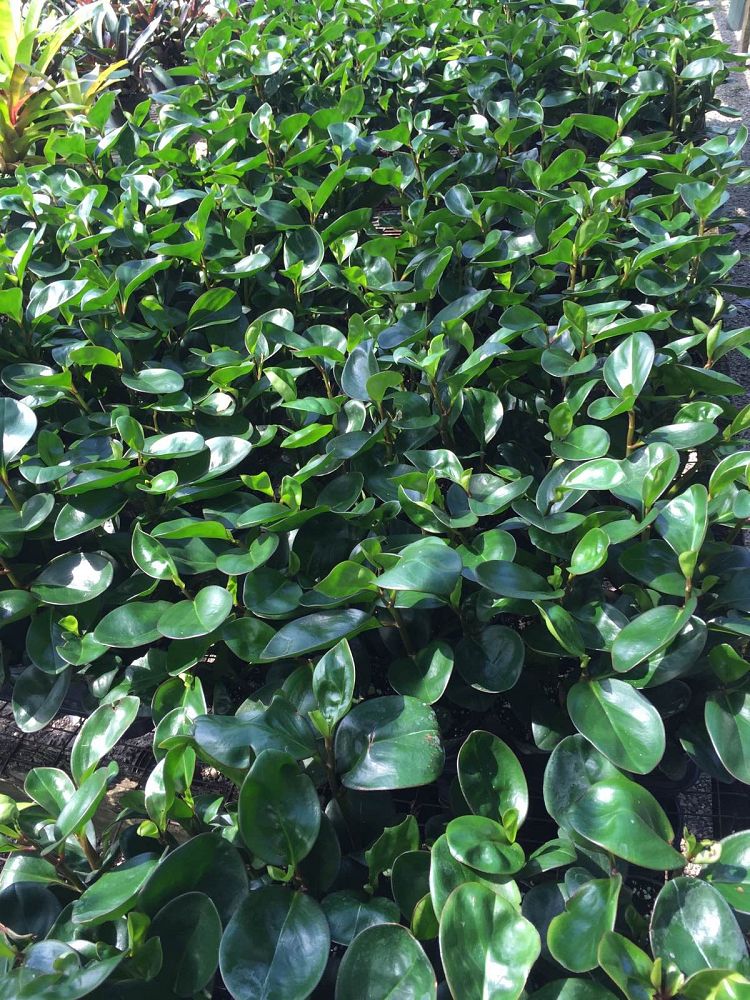 peperomia-obtusifolia-baby-rubber-plant