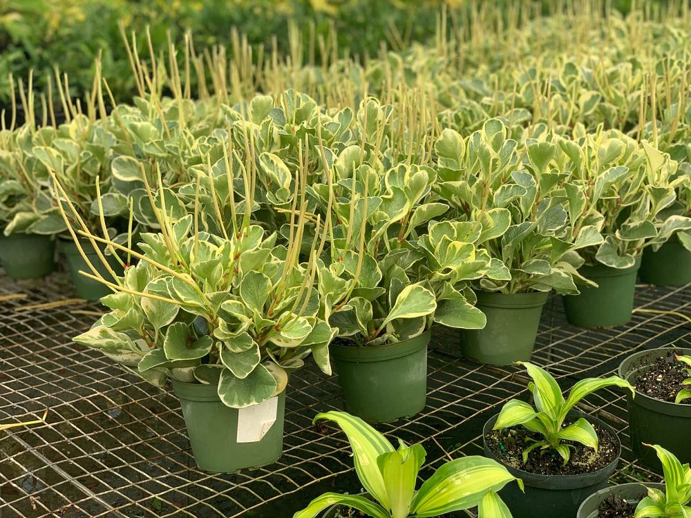 peperomia-obtusifolia-baby-rubber-plant