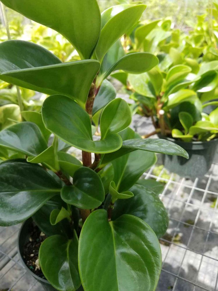 peperomia-obtusifolia-baby-rubber-plant