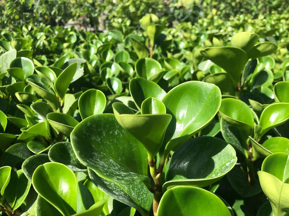 peperomia-obtusifolia-baby-rubber-plant