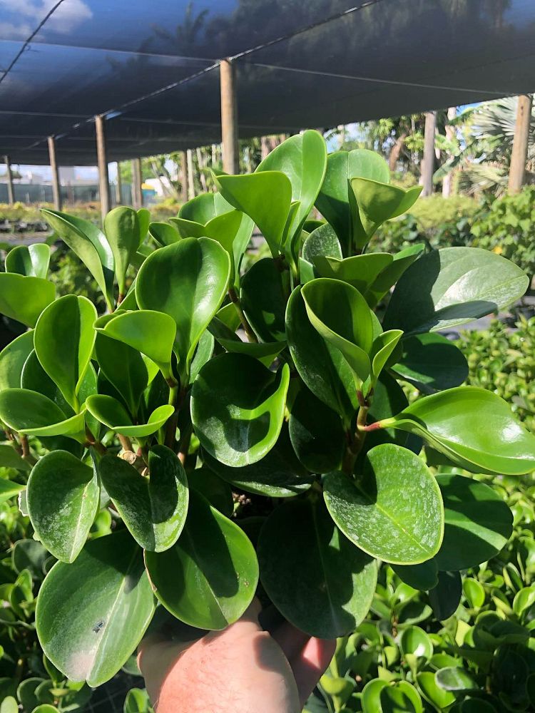 peperomia-obtusifolia-baby-rubber-plant