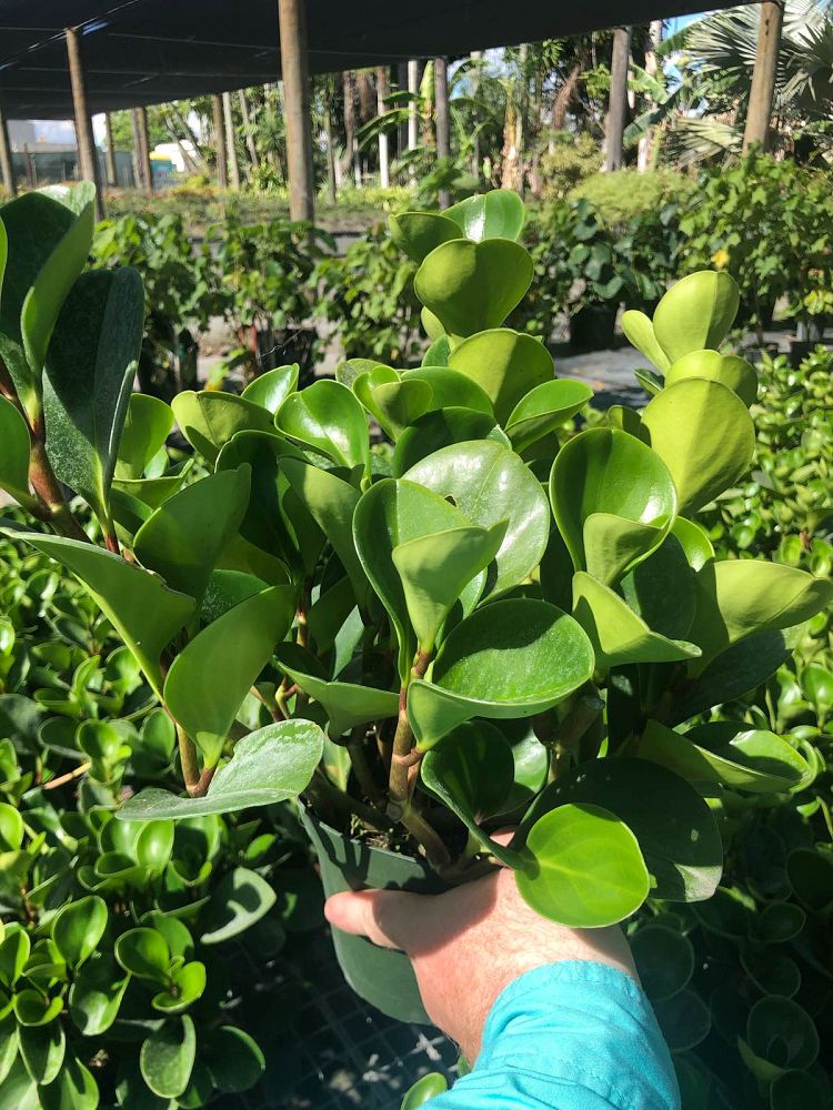 peperomia-obtusifolia-baby-rubber-plant