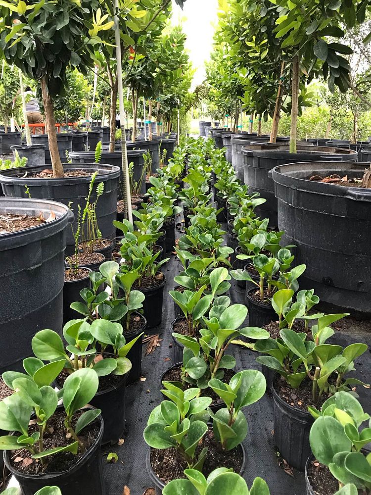 peperomia-obtusifolia-baby-rubber-plant