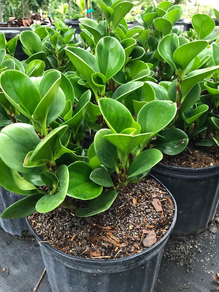 peperomia-obtusifolia-baby-rubber-plant