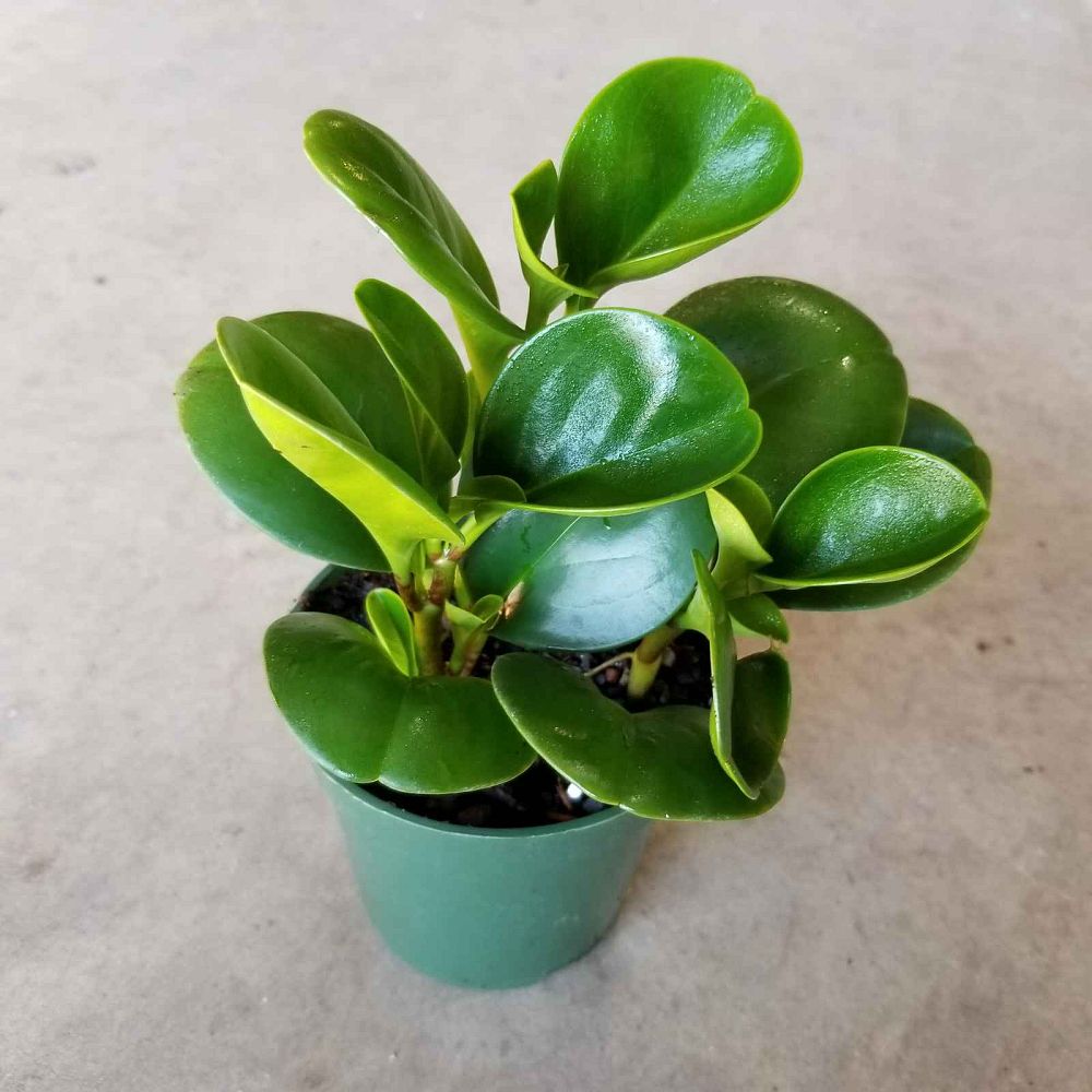 peperomia-obtusifolia-baby-rubber-plant