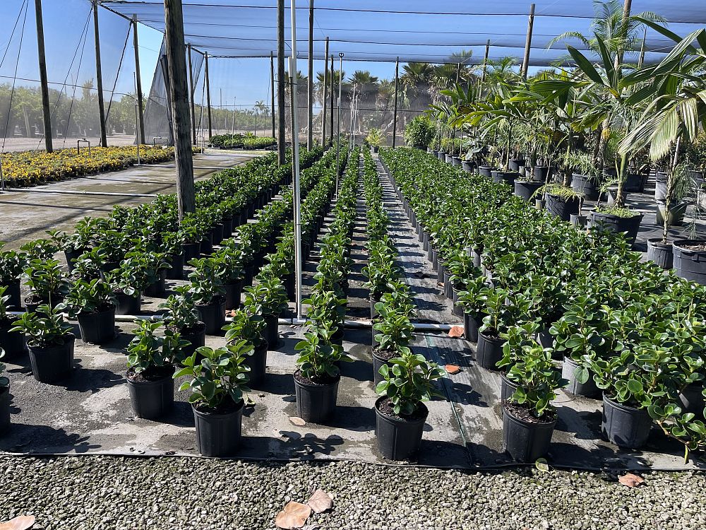 peperomia-obtusifolia-baby-rubber-plant