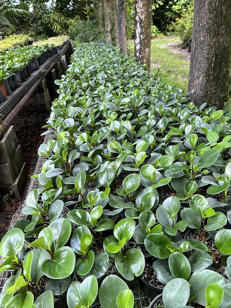 peperomia-obtusifolia-baby-rubber-plant
