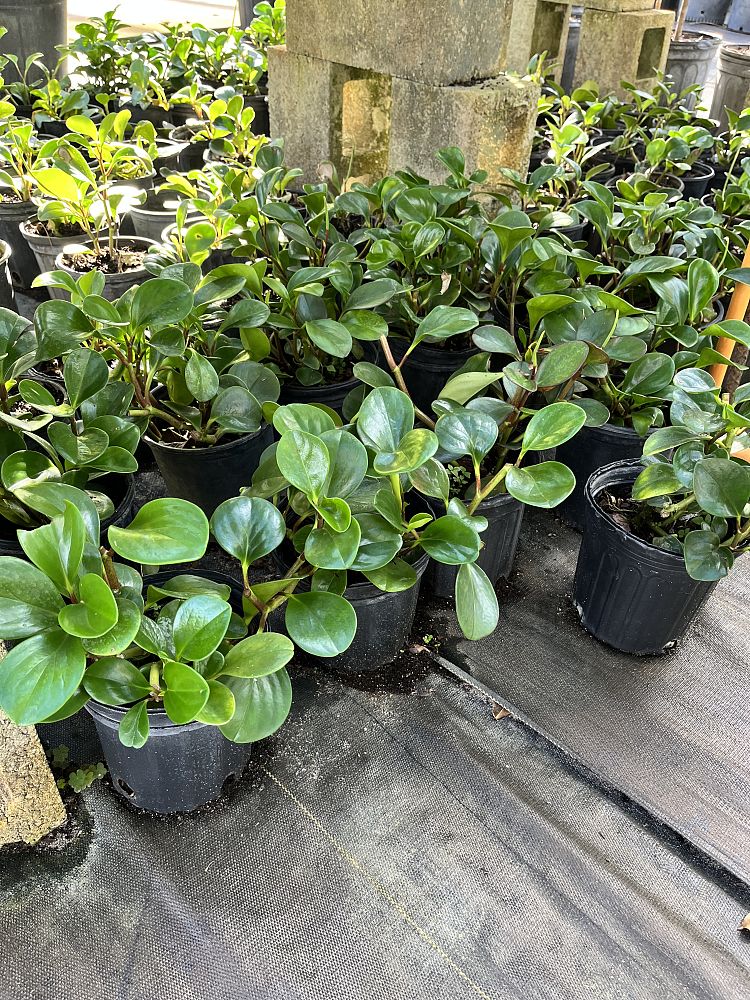 peperomia-obtusifolia-baby-rubber-plant