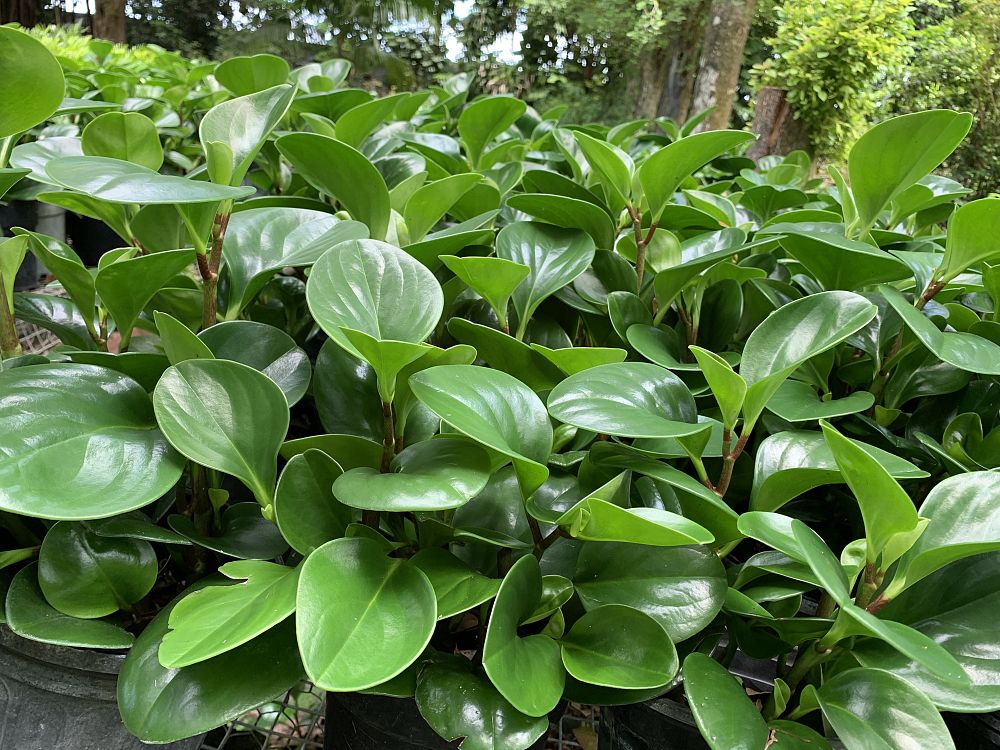 peperomia-obtusifolia-baby-rubber-plant