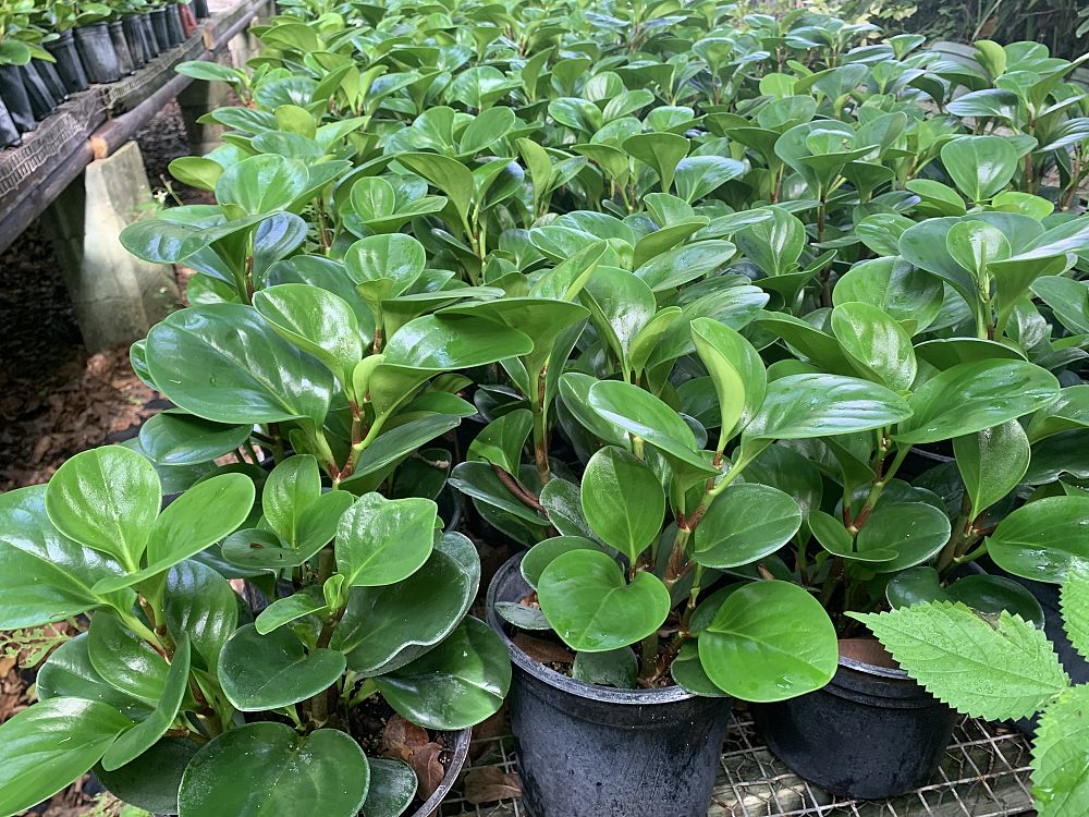 peperomia-obtusifolia-baby-rubber-plant