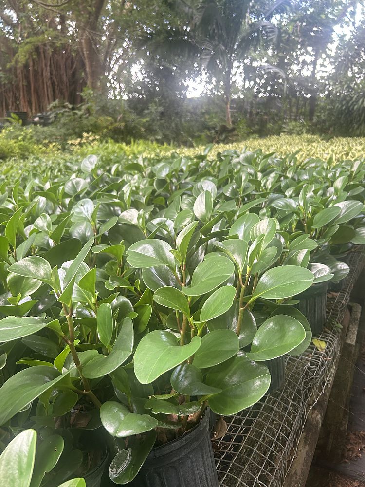 peperomia-obtusifolia-baby-rubber-plant