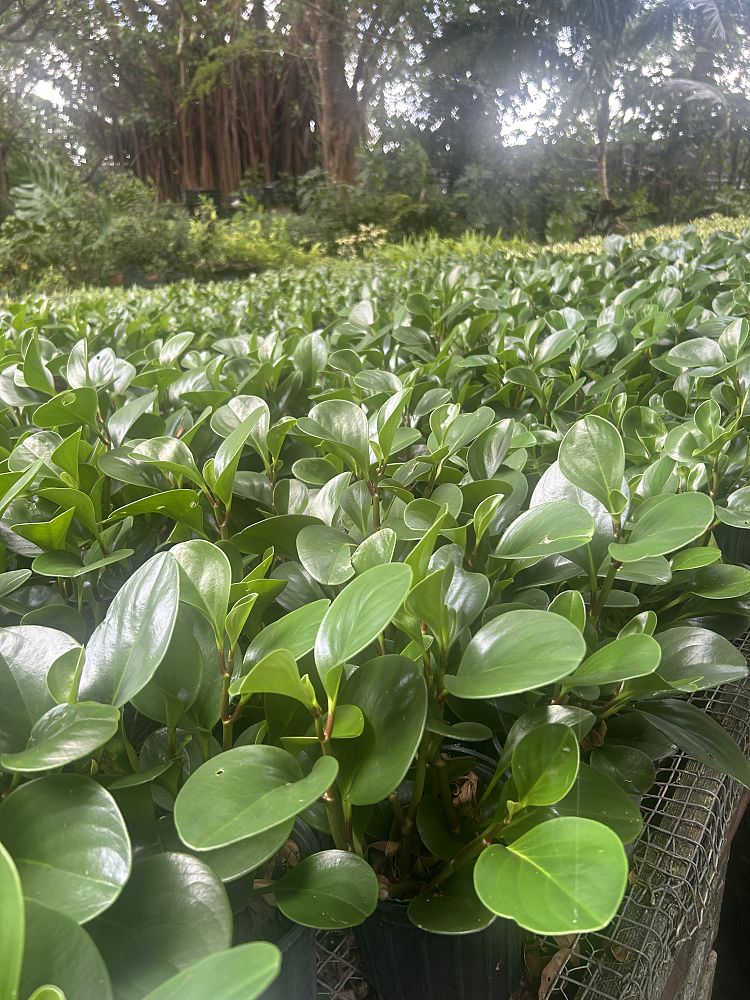 peperomia-obtusifolia-baby-rubber-plant