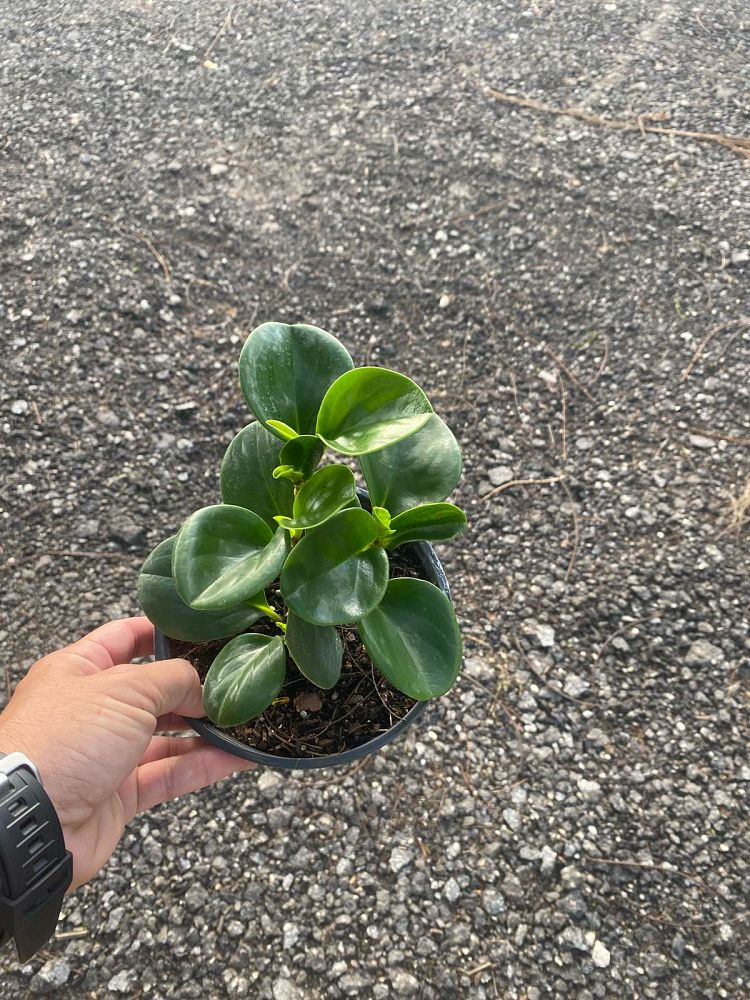peperomia-obtusifolia-baby-rubber-plant