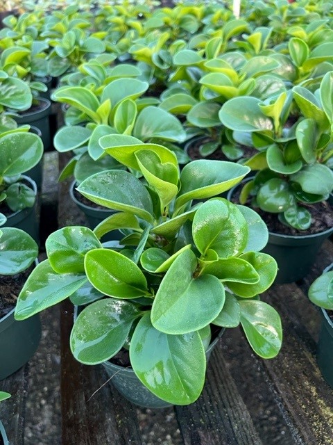 peperomia-obtusifolia-baby-rubber-plant