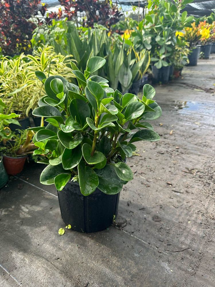 peperomia-obtusifolia-baby-rubber-plant