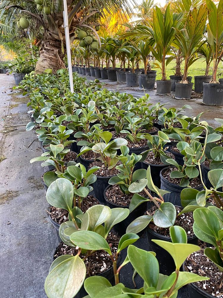 peperomia-obtusifolia-baby-rubber-plant