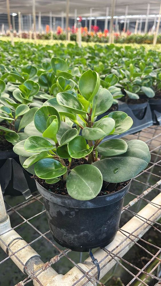 peperomia-obtusifolia-baby-rubber-plant