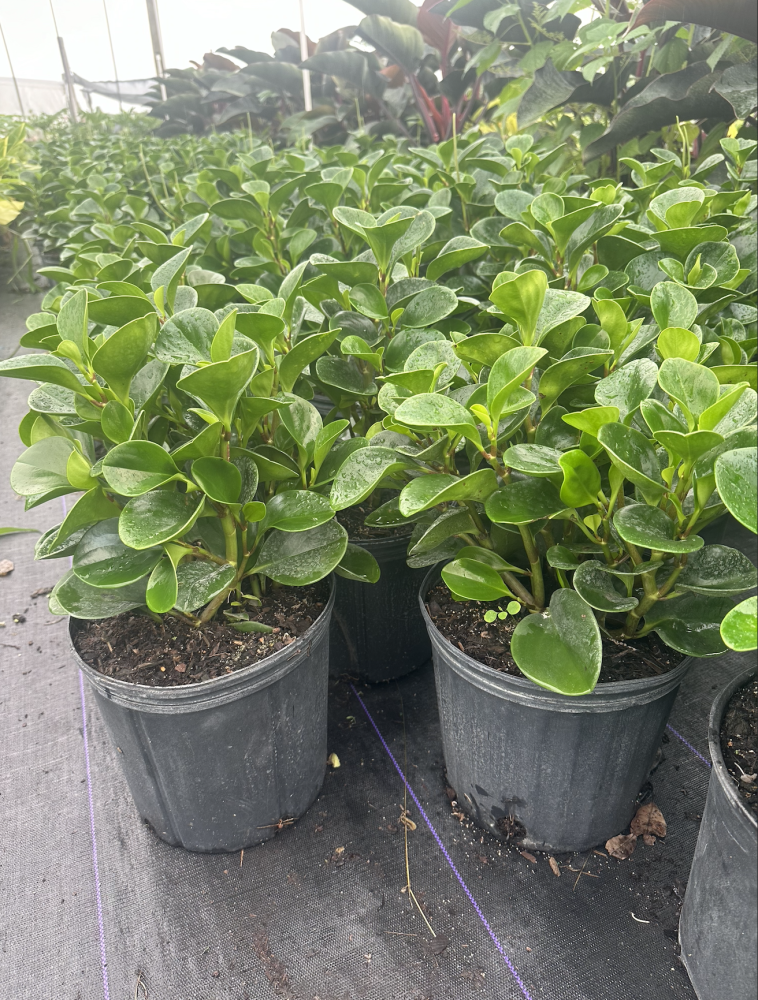 peperomia-obtusifolia-baby-rubber-plant