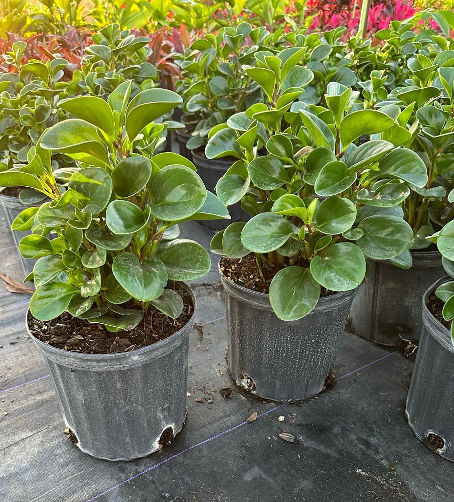 peperomia-obtusifolia-baby-rubber-plant