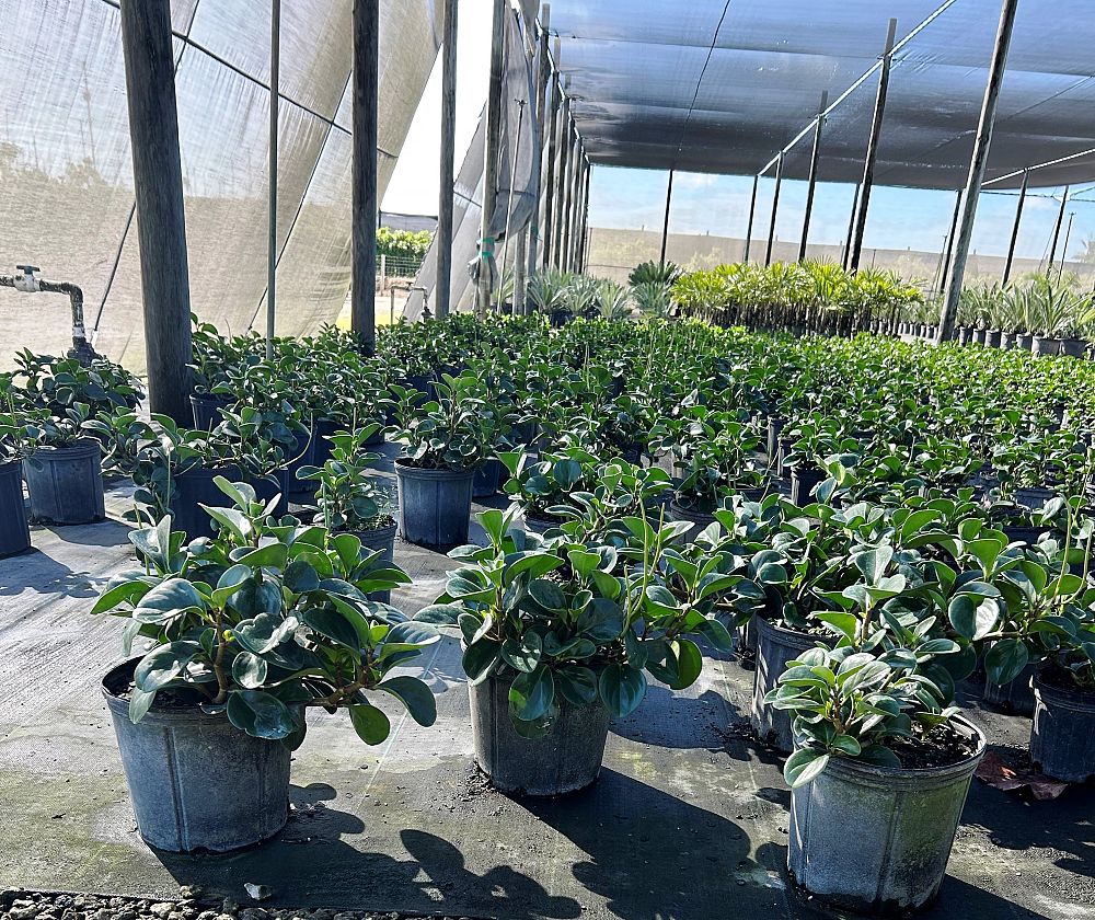 peperomia-obtusifolia-baby-rubber-plant