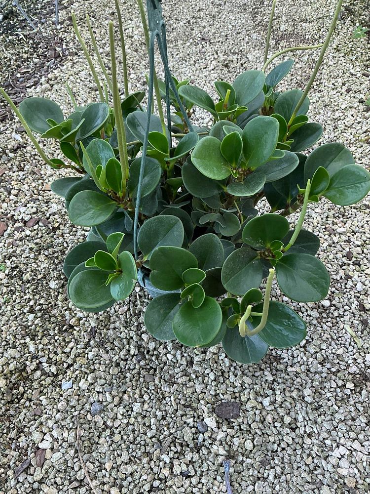 peperomia-obtusifolia-baby-rubber-plant