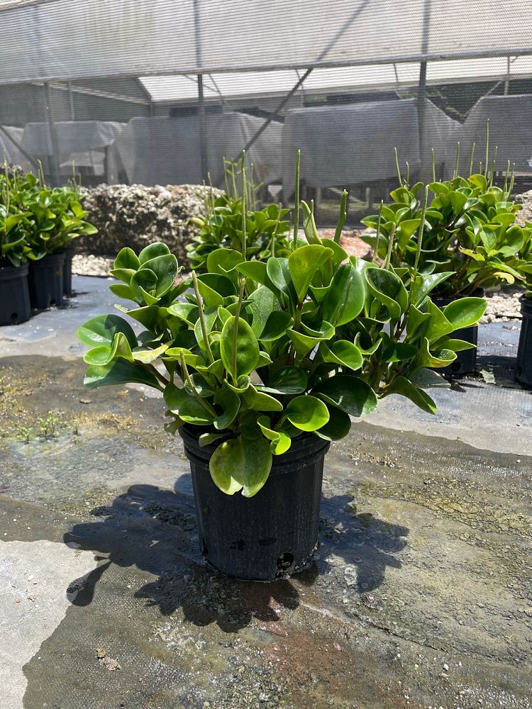 peperomia-obtusifolia-baby-rubber-plant