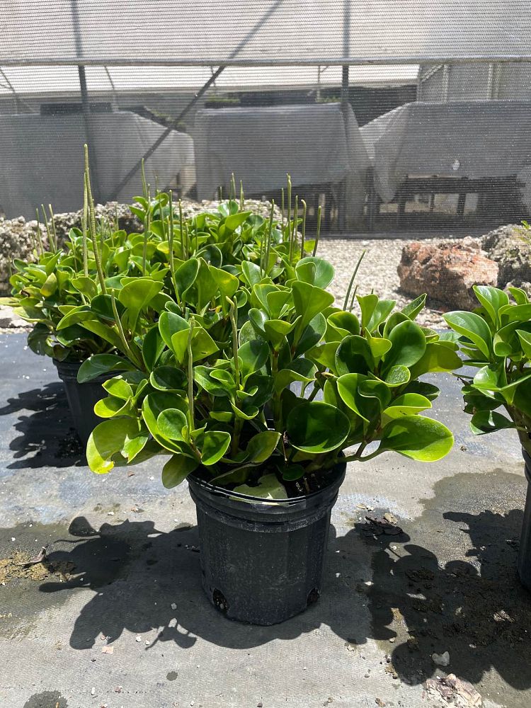 peperomia-obtusifolia-baby-rubber-plant