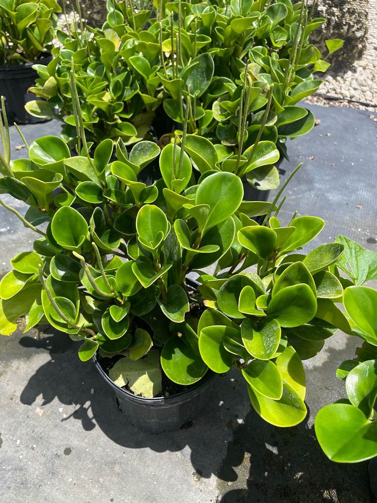 peperomia-obtusifolia-baby-rubber-plant