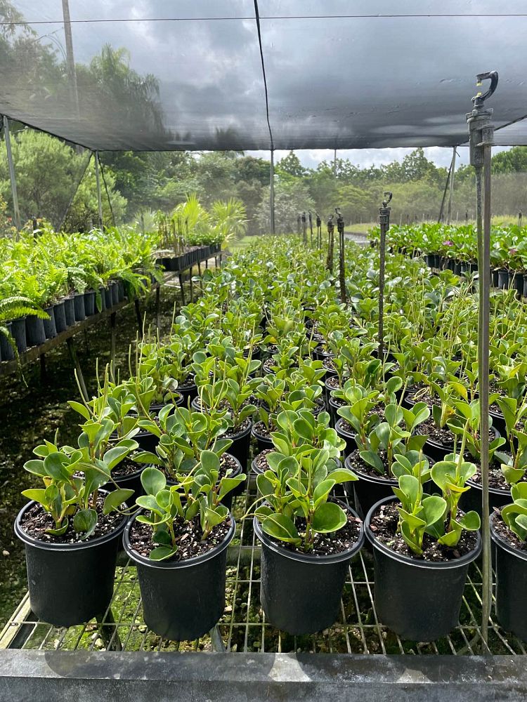 peperomia-obtusifolia-baby-rubber-plant