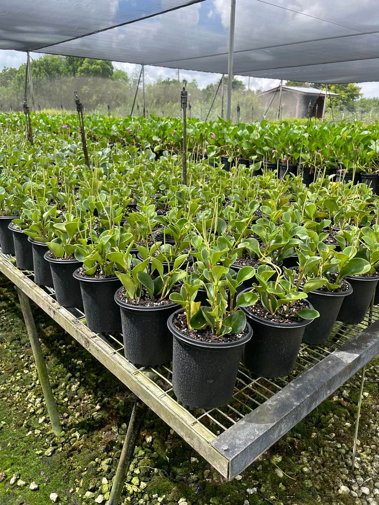 peperomia-obtusifolia-baby-rubber-plant