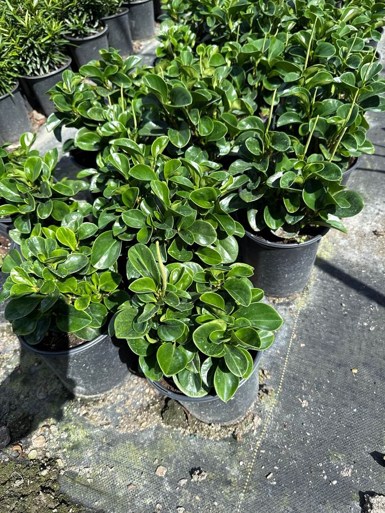 peperomia-obtusifolia-baby-rubber-plant