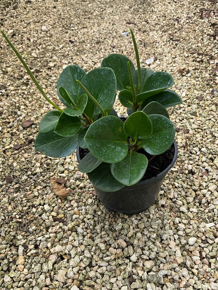 peperomia-obtusifolia-baby-rubber-plant