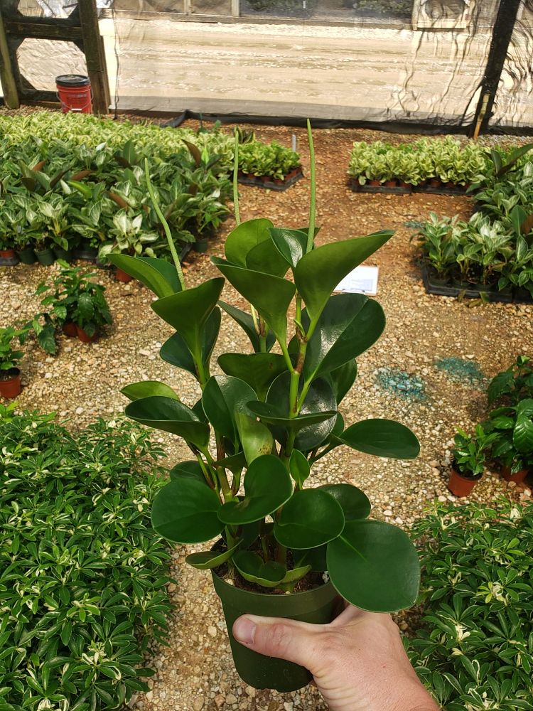 peperomia-obtusifolia-green-gold-pepper-face