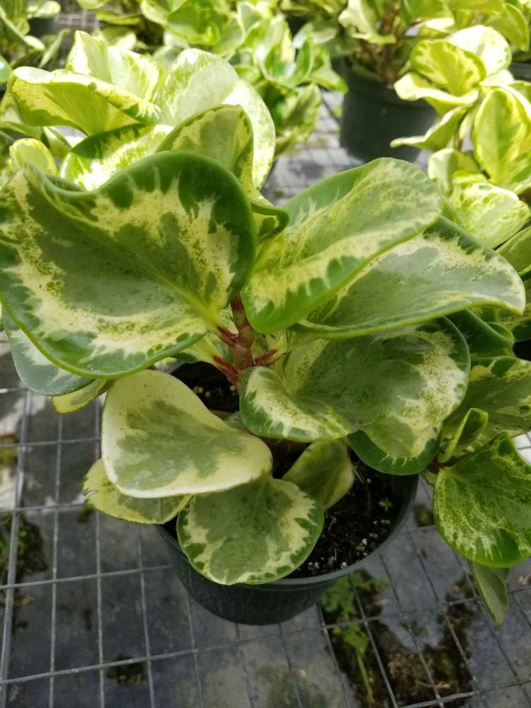 peperomia-obtusifolia-marble-baby-rubber-plant