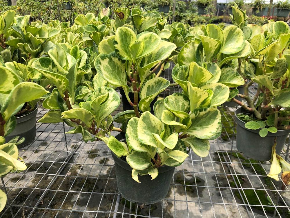 peperomia-obtusifolia-marble-baby-rubber-plant